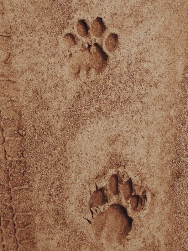 yassine-khalfalli-adsQ9d_Cx0c-unsplash